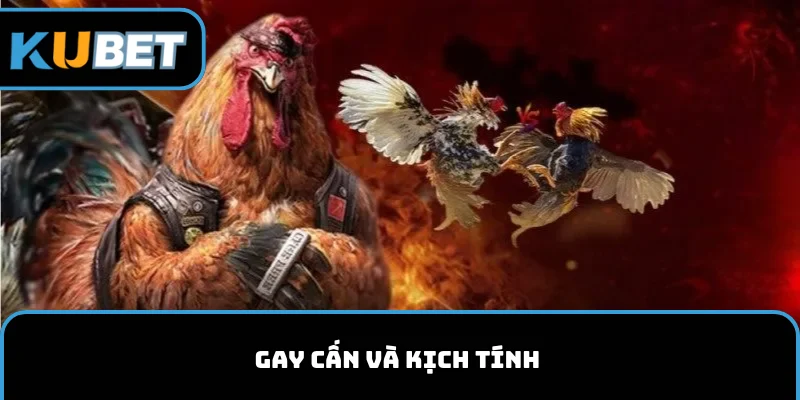 Gà Mỹ đá cửa sắt gay cấn và đầy kịch tính