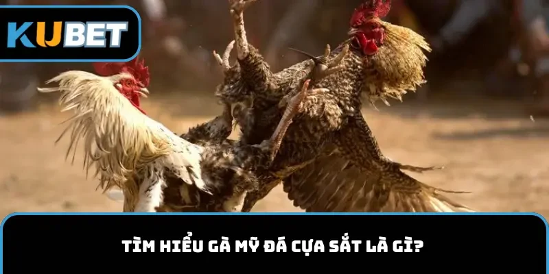 Gà Mỹ đá cửa sắt là gì?